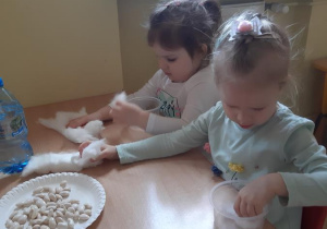 Nikola i Zosia przygotowują pojemniki do posadzenia fasoli wykładając je watą.