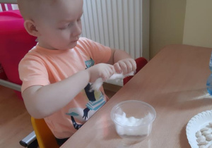 Filip przygotowuje pojemnik do posadzenia fasoli wykładając go watą.