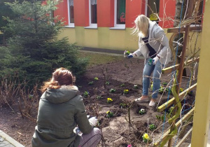 Pani Asia i Pani Ilona sadzą prymulki.