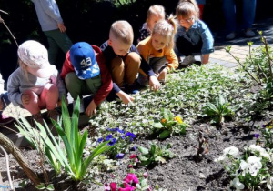 Biedronki obserwują kwiaty w ogrodzie przedszkolnym.