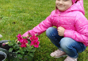 Ninka sadzi kwiatki
