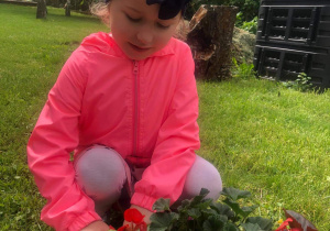 Hania D. sadzi kwiatki