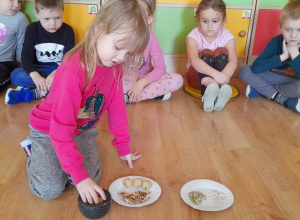 Program edukacyjny-Wykrywanie tłuszczu w pestkach dyni i orzechach