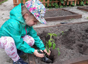 "Ekologiczny ogródek w Calineczce"-pielenie, obserwacja, palikowanie pomidorów