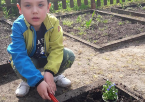 Maks sadzi swojego kwiatka w ogródku