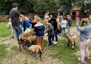 Przedszkolaki karmią kózki i owieczki.