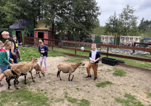 Mateusz, Maja, Gracjan i Lila karmią kózki i owieczki.