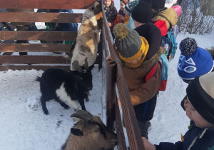Dzieci karmią kozy Świętego Mikołaja.