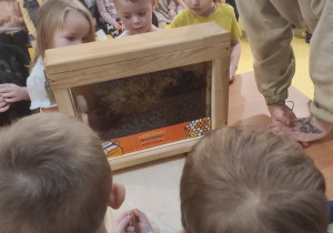 Dzieci oglądają żywe owady.