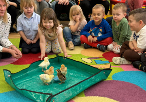 Dzieci miały specjalnych gości. 5 małych kurczaczków.