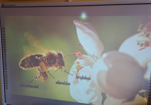 Oglądamy film edukacyjny o pszczołach.