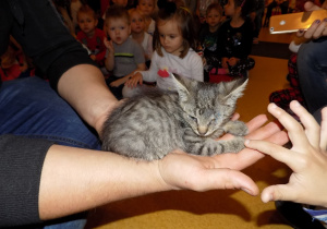 Mały kotek- podopieczny azylu dla zwierząt "Cztery łapy" w Żychlinie