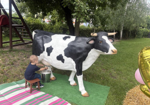 dojenie krowy Staś