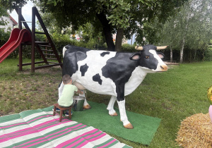 dojenie krowy Kajtek