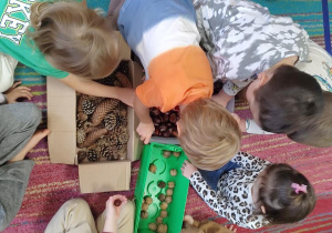 Dzieci klasyfikują dary jesieni