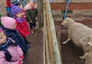 Dzieci obserwują owieczki