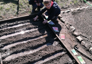 Wojtuś i Szymek - mali ogrodnicy pracują w swoim ogrodzie.