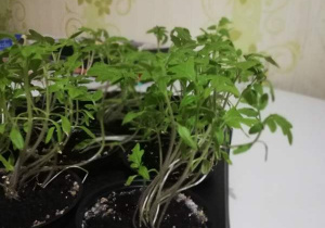 "Mini ogrodek" Darka